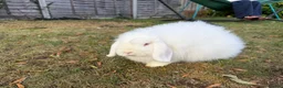 Mini Lop rabbits for sale: Mini loops female rabbits - Advert 1