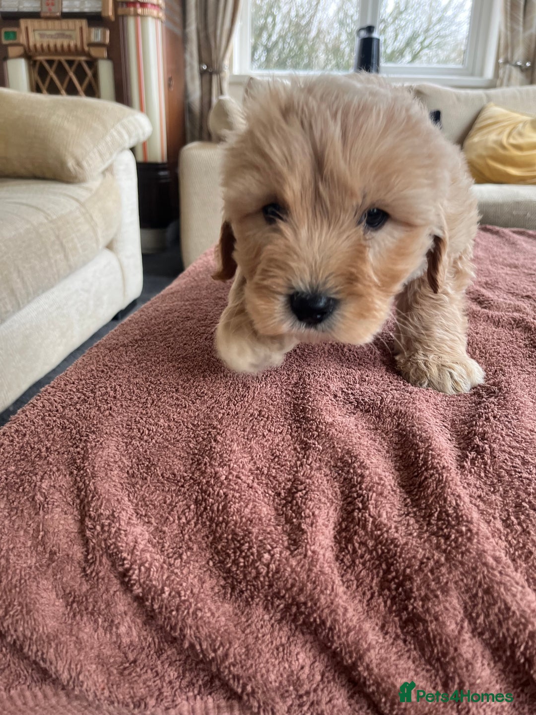 Labradoodle dogs for sale: Beautiful healthy Labradoodle Puppied - Advert 28