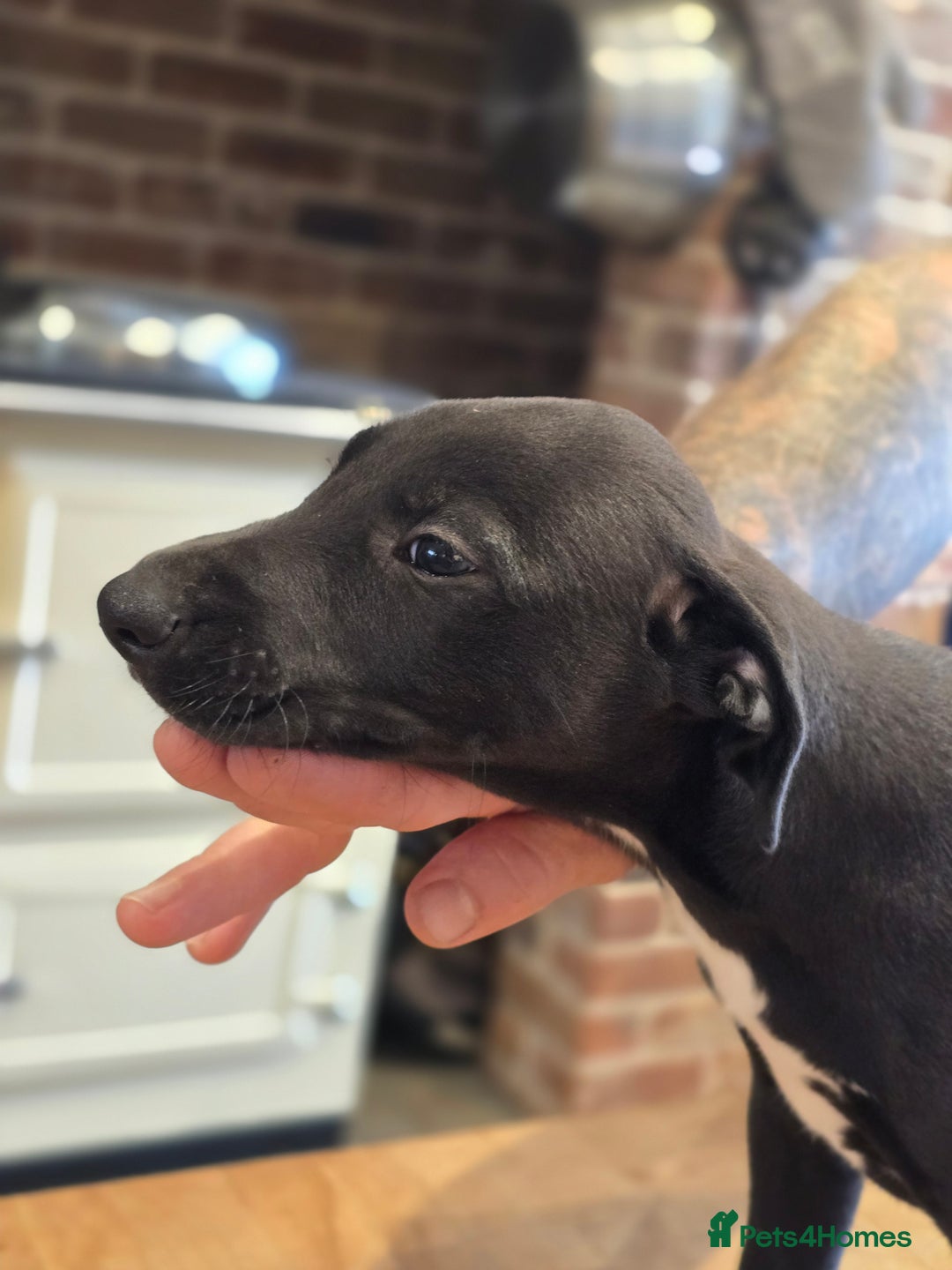 Mixed Breed dogs for sale: Whippet lurcher - Image 2