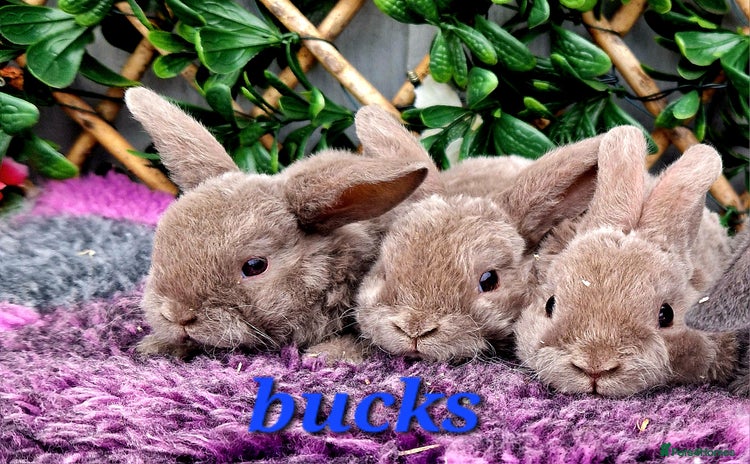 Mini Lop rabbits - Advert 16