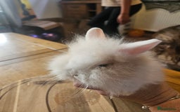 Mini Lion Lop rabbits for sale: Lion lops  - Image 2