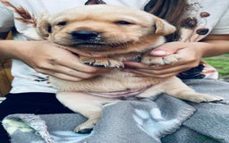 Labrador Retriever dogs for sale: Labrador puppies  - Image 8