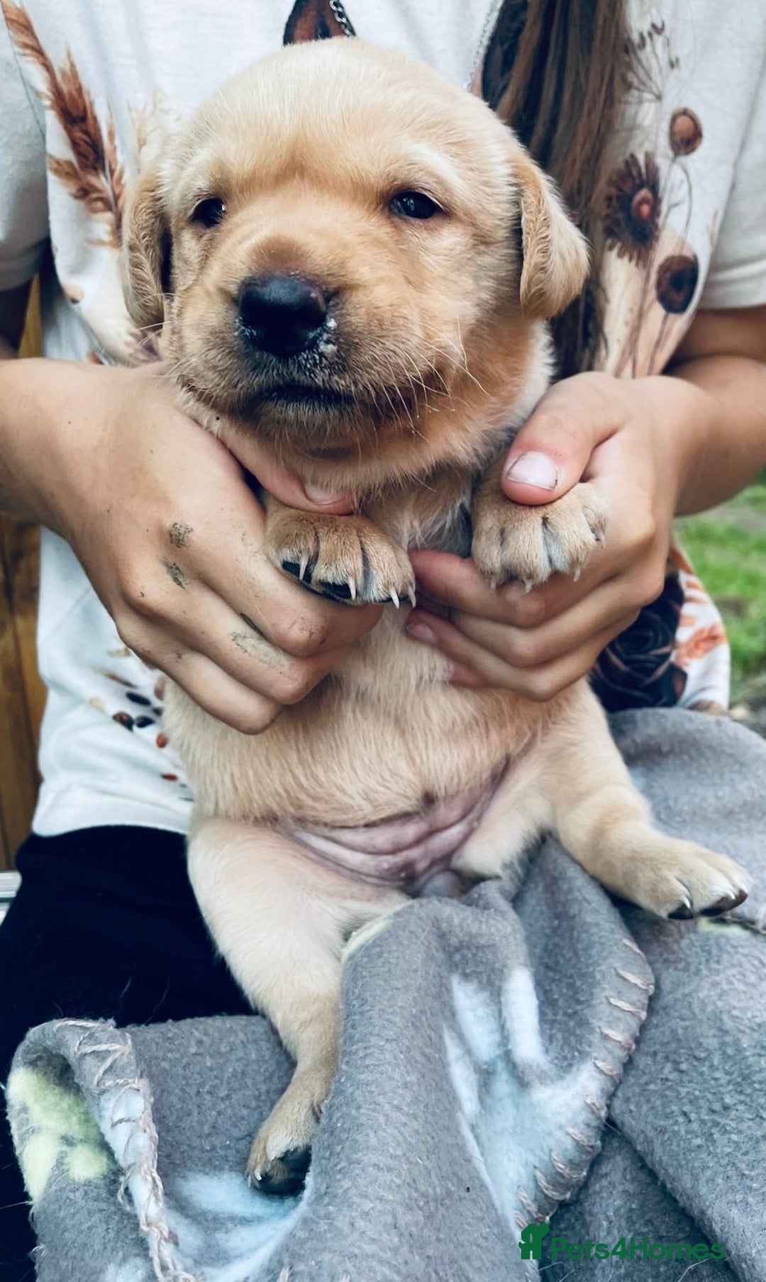Labrador Retriever dogs for sale: Labrador puppies  - Image 8