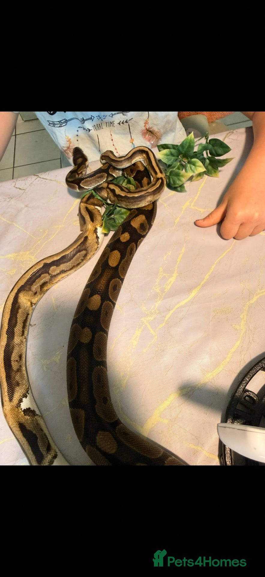 Python Snake reptiles 🐍 Beautiful Friendly Royal Python  - Advert 1