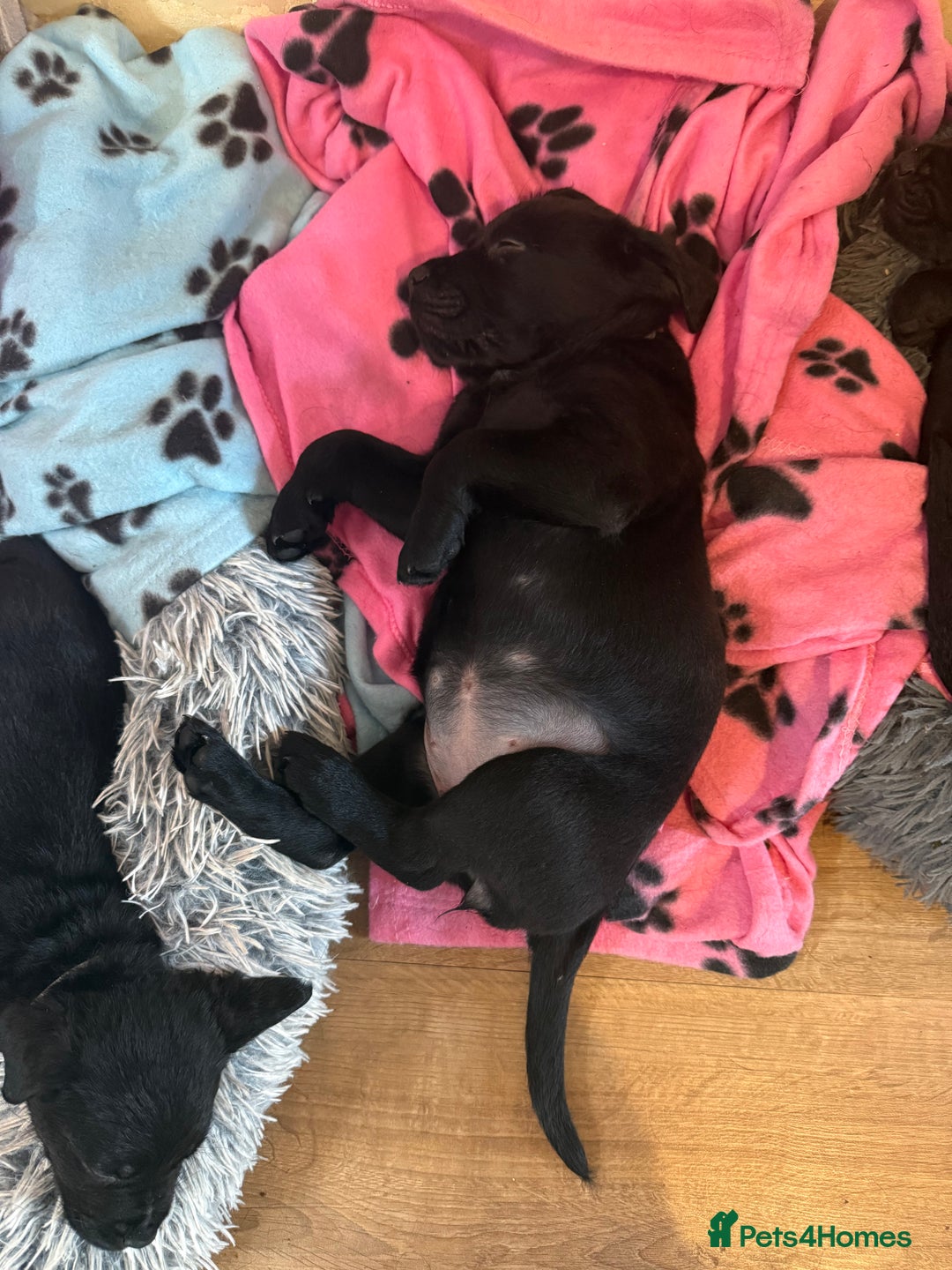 Mixed Breed dogs for sale: Labrotties - Advert 11