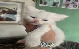Maine Coon cats for sale: Stunning TICA registered Maine coon kittens  - Image 13