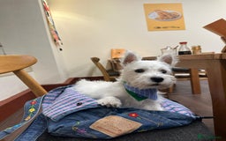 West Highland Terrier dogs for sale: Top quality import champion bred westie - Image 19