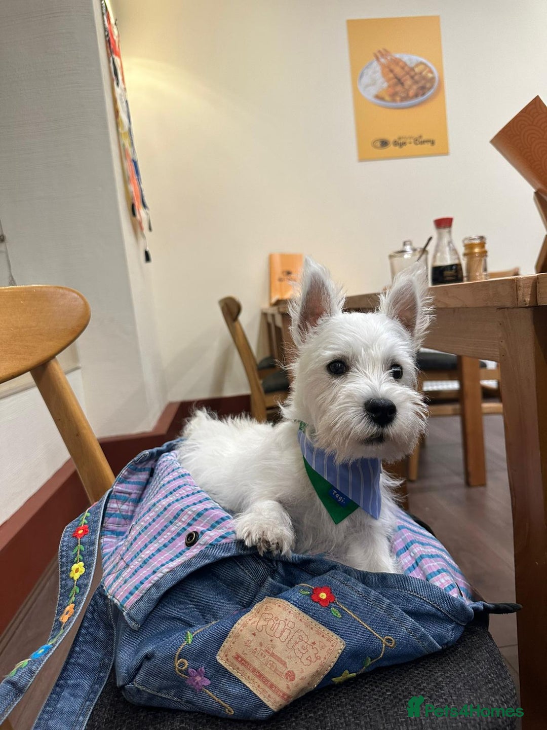 West Highland Terrier dogs for sale: Top quality import champion bred westie - Image 19