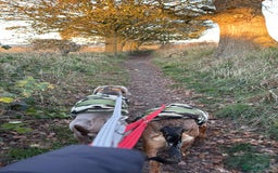 Mixed Breed dogs for adoption: Tony deserves the best forever home - Advert 7