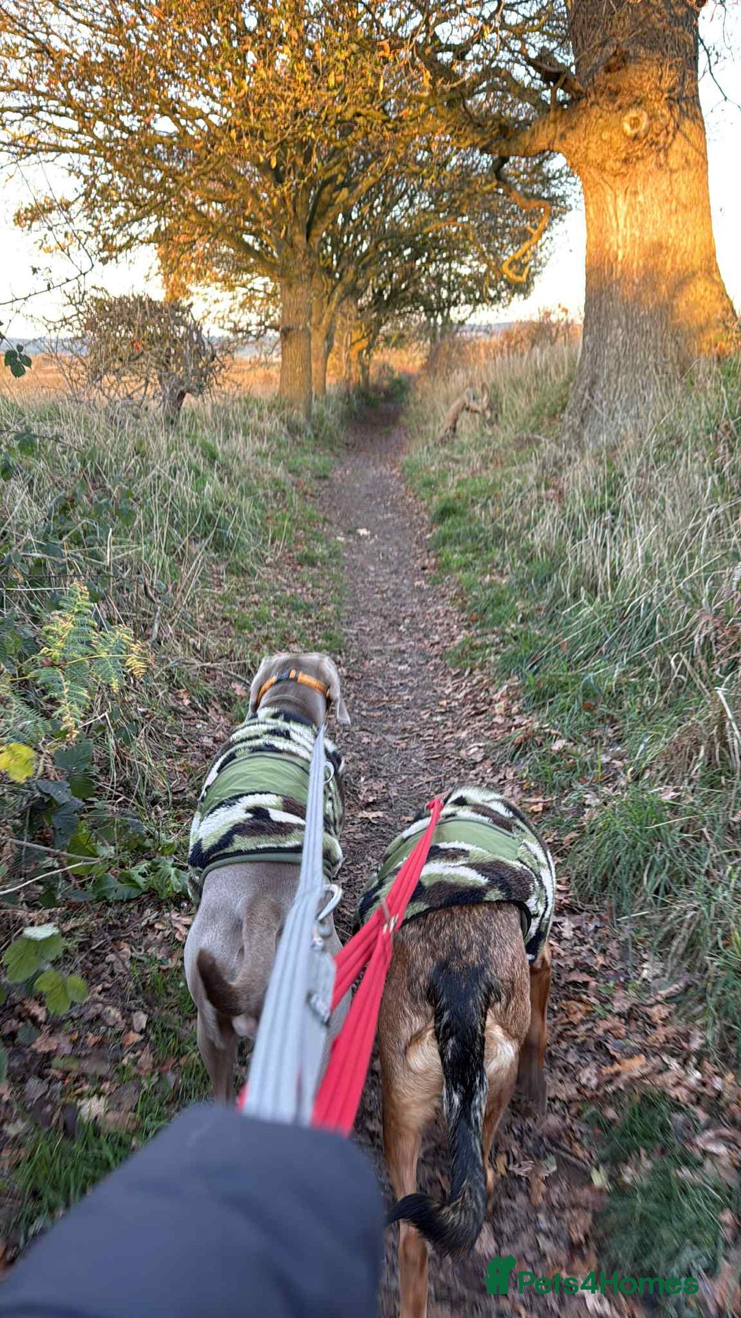 Mixed Breed dogs for adoption: Tony deserves the best forever home - Advert 7