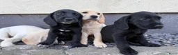 Cockerdor dogs for sale: Cockerdor puppies Labrador X Cocker Spaniel  - Advert 7