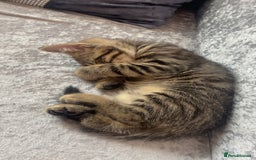 Mixed Breed cats for sale: 4 month old male kitten ready to leave - Image 7