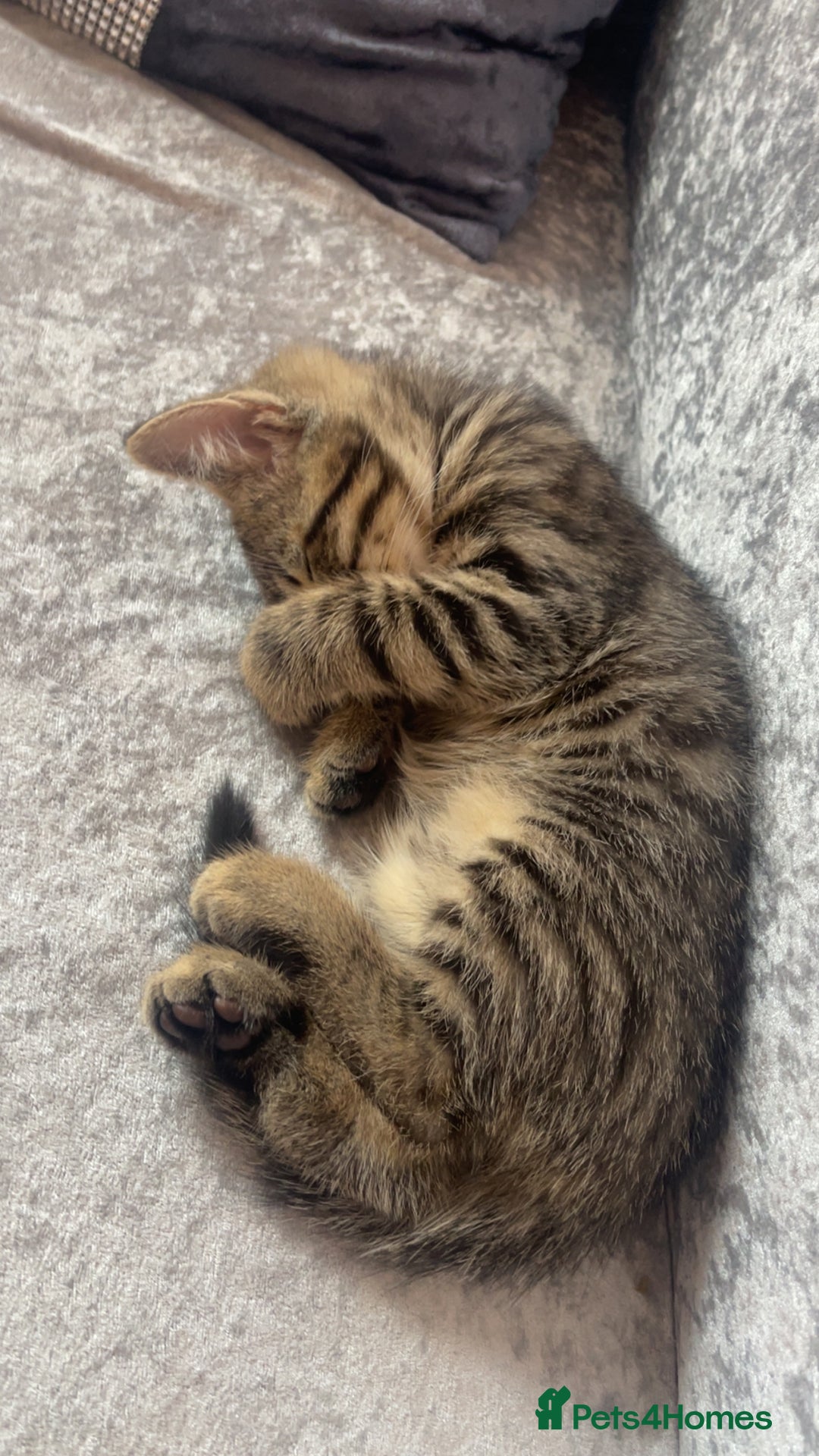 Mixed Breed cats for sale: 4 month old male kitten ready to leave - Image 7