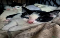 Mixed Breed cats for sale: Playful kittens🥰 - Advert 15