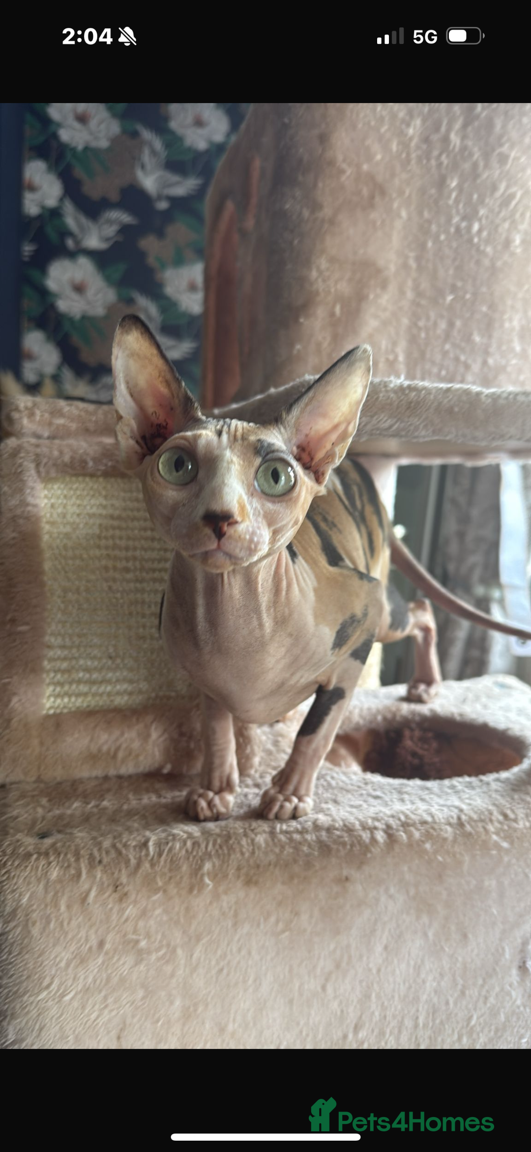 Sphynx cats for sale: Male sphynx kitten the last of his litter  - Image 6