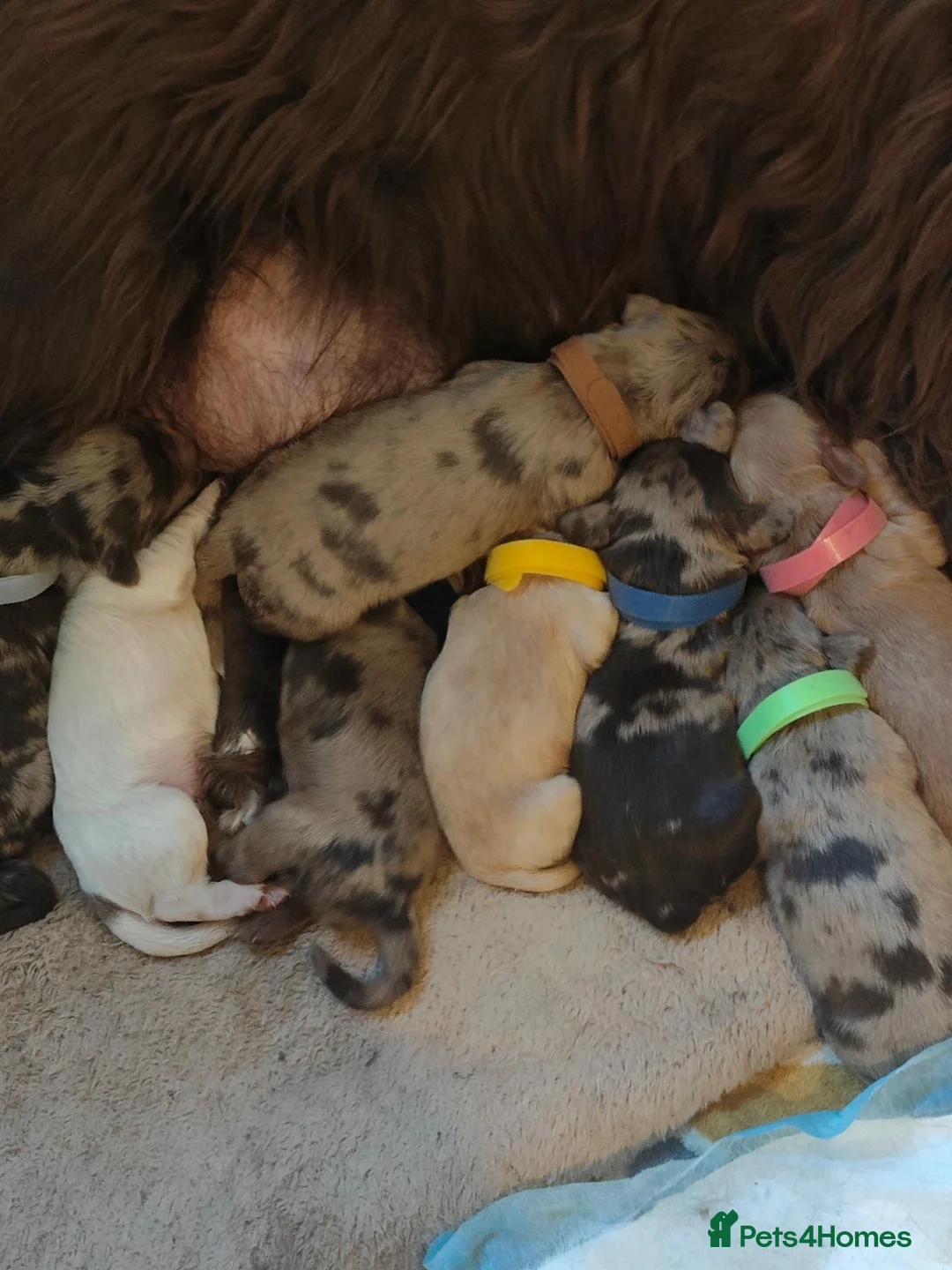 Cocker Spaniel dogs for sale: Cocker spaniel  - Advert 2