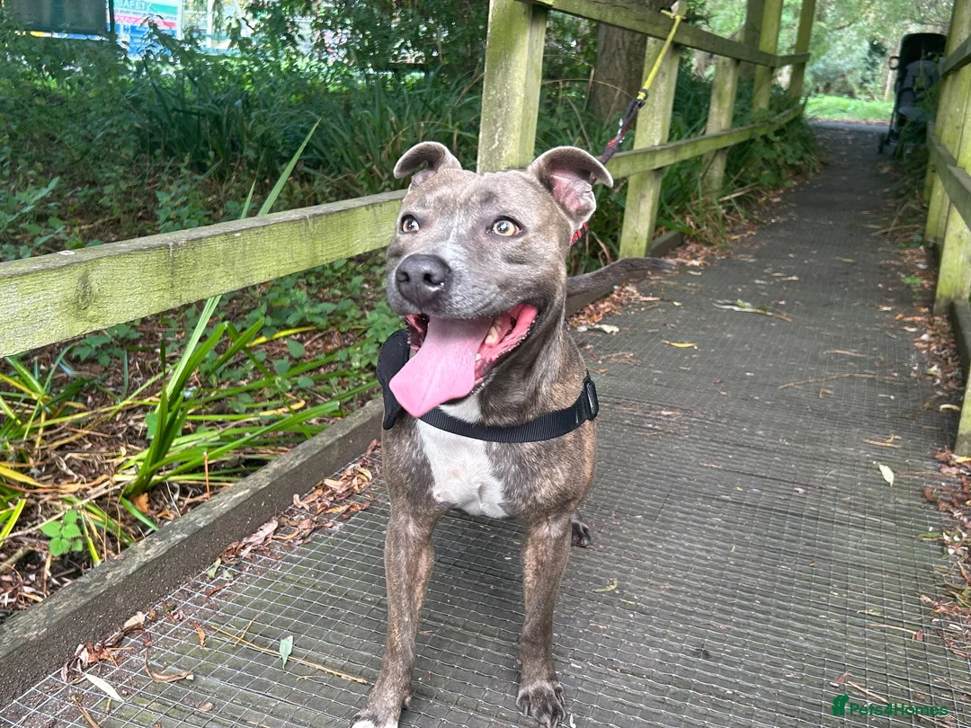 Staffordshire Bull Terrier dogs for stud: Vinny in Wrexham - Advert 5