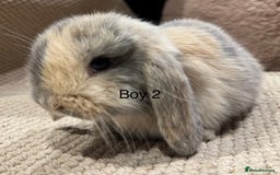 Mini Lop rabbits for sale: 🌸 Harlequin mini lops 🌸 ready to reserve  - Image 13