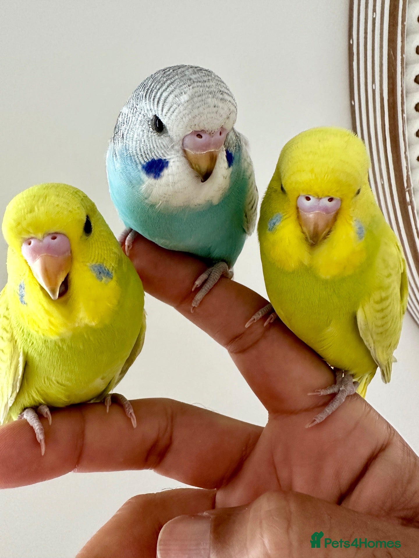Budgerigars birds Hand Tamed Budgies - Advert 5