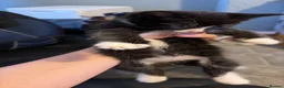 British Shorthair cats for sale: 4 Tuxedo kittens  - Advert 11