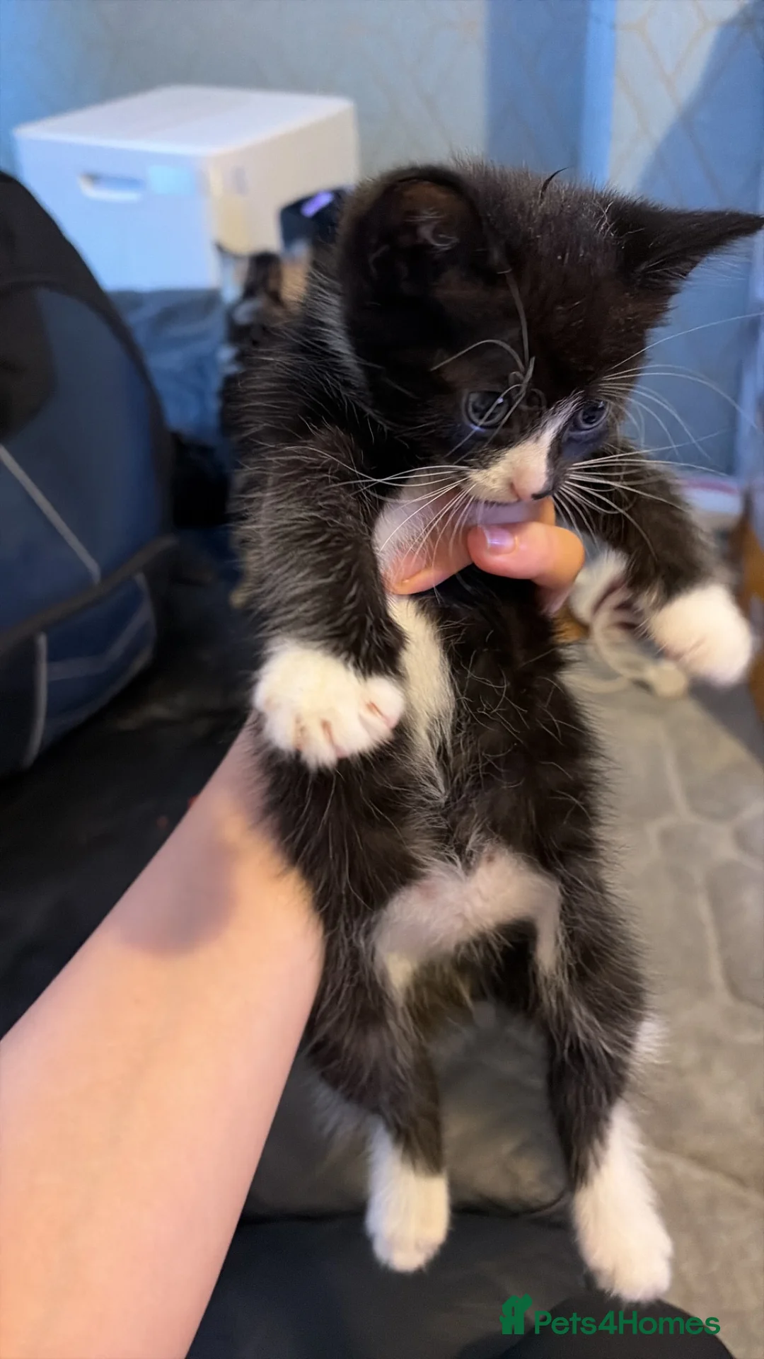 British Shorthair cats for sale: 4 Tuxedo kittens  - Advert 11
