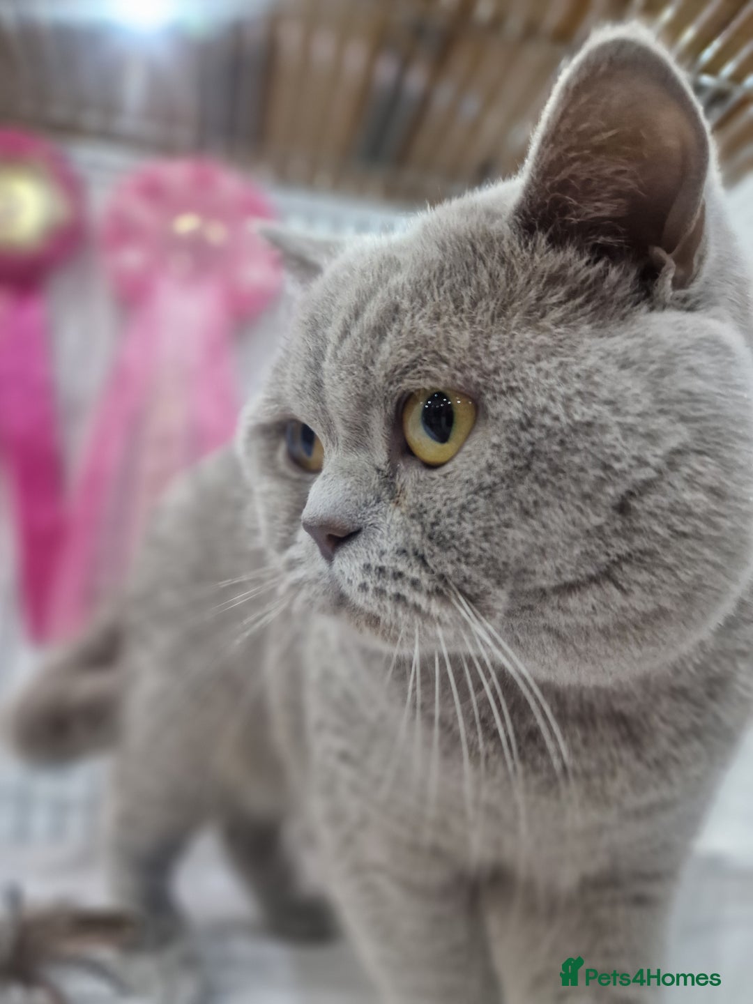 British Shorthair cats for sale: British shorthair GCCF pedigree ready christmas - Image 12