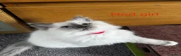 Ragdoll cats for sale: Gorgeous Ragdoll Kittens - Advert 5