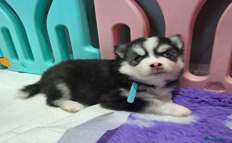 Pomsky dogs - Advert 2