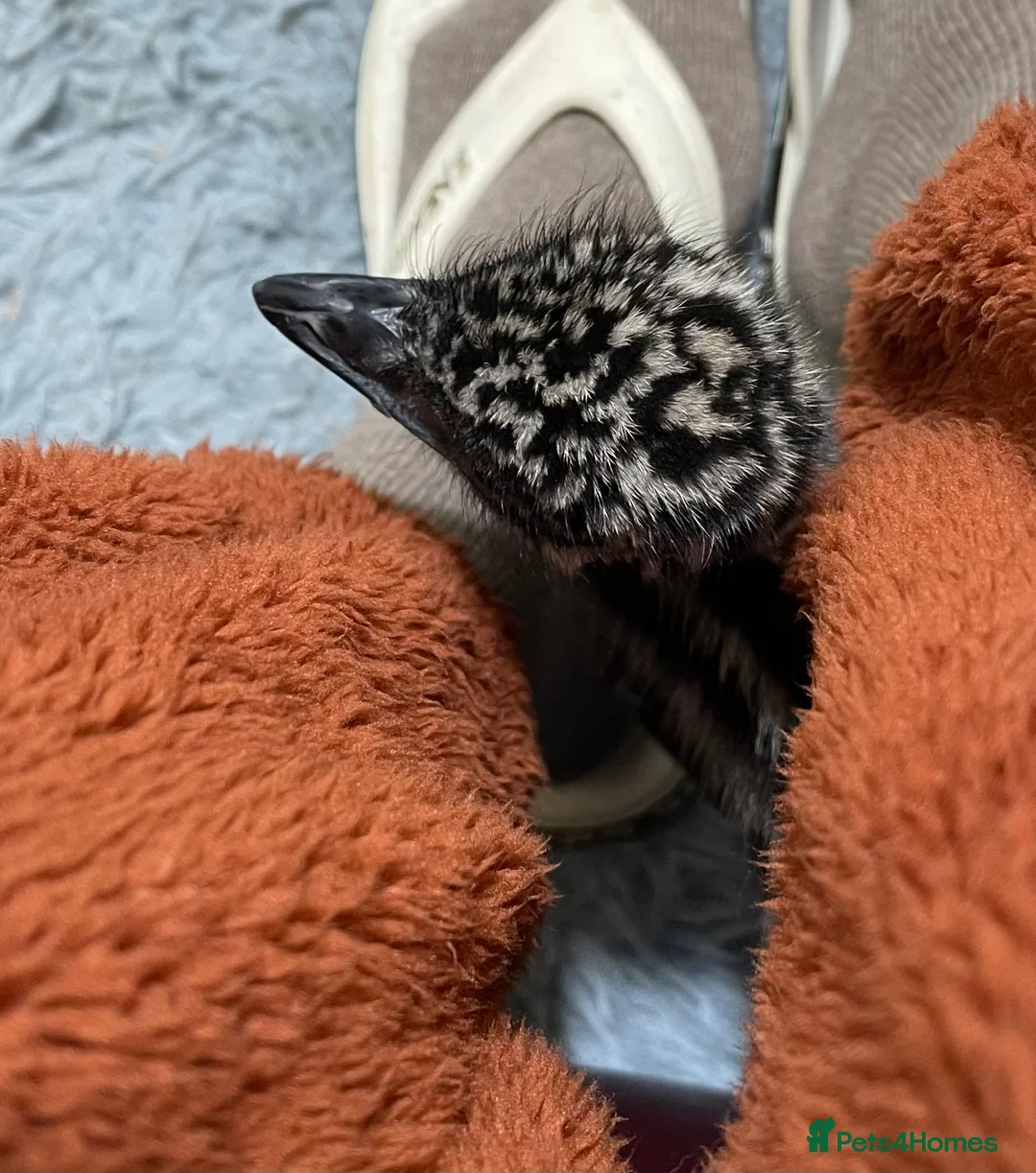 Emus poultry for sale: Emu Chick - Advert 6