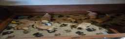 Golden Retriever dogs for sale: Working Golden Retriever Puppies Low Hip Scores - Advert 15