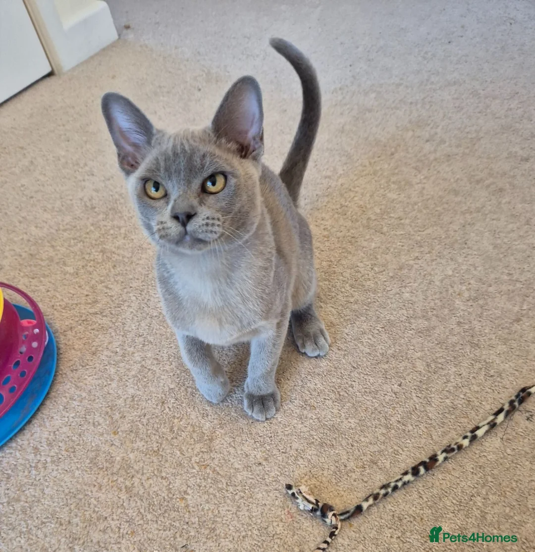 Burmese cats for sale: Gorgeous Blue Male Burmese Kitten - Advert 2
