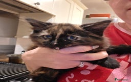 Ragdoll cats for sale: Ragdoll cross - Image 6