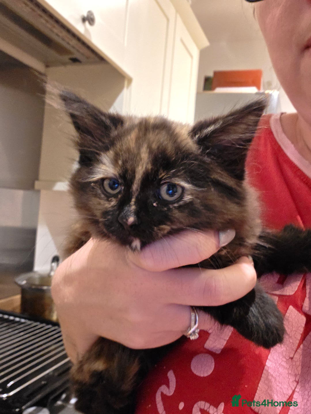 Ragdoll cats for sale: Ragdoll cross - Image 6