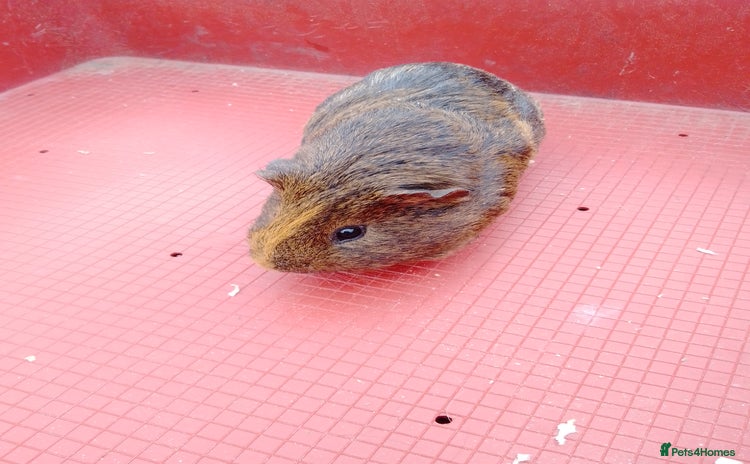 Guinea Pig rodents - Advert 1