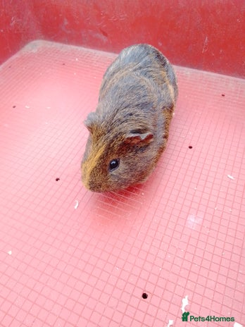 Guinea Pig rodents - Advert 1