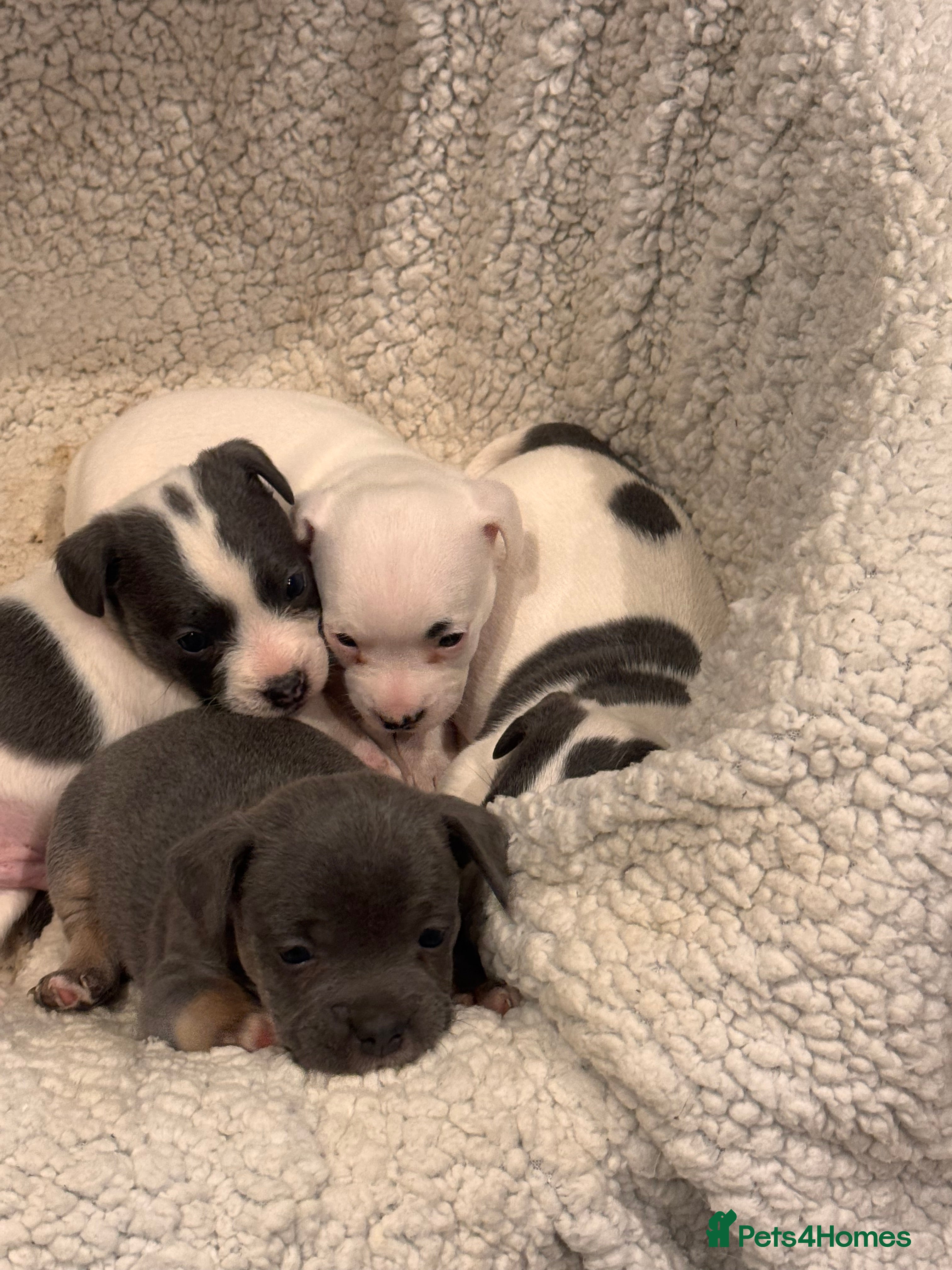 Mixed Breed dogs Mrs Hudson  - Advert 1