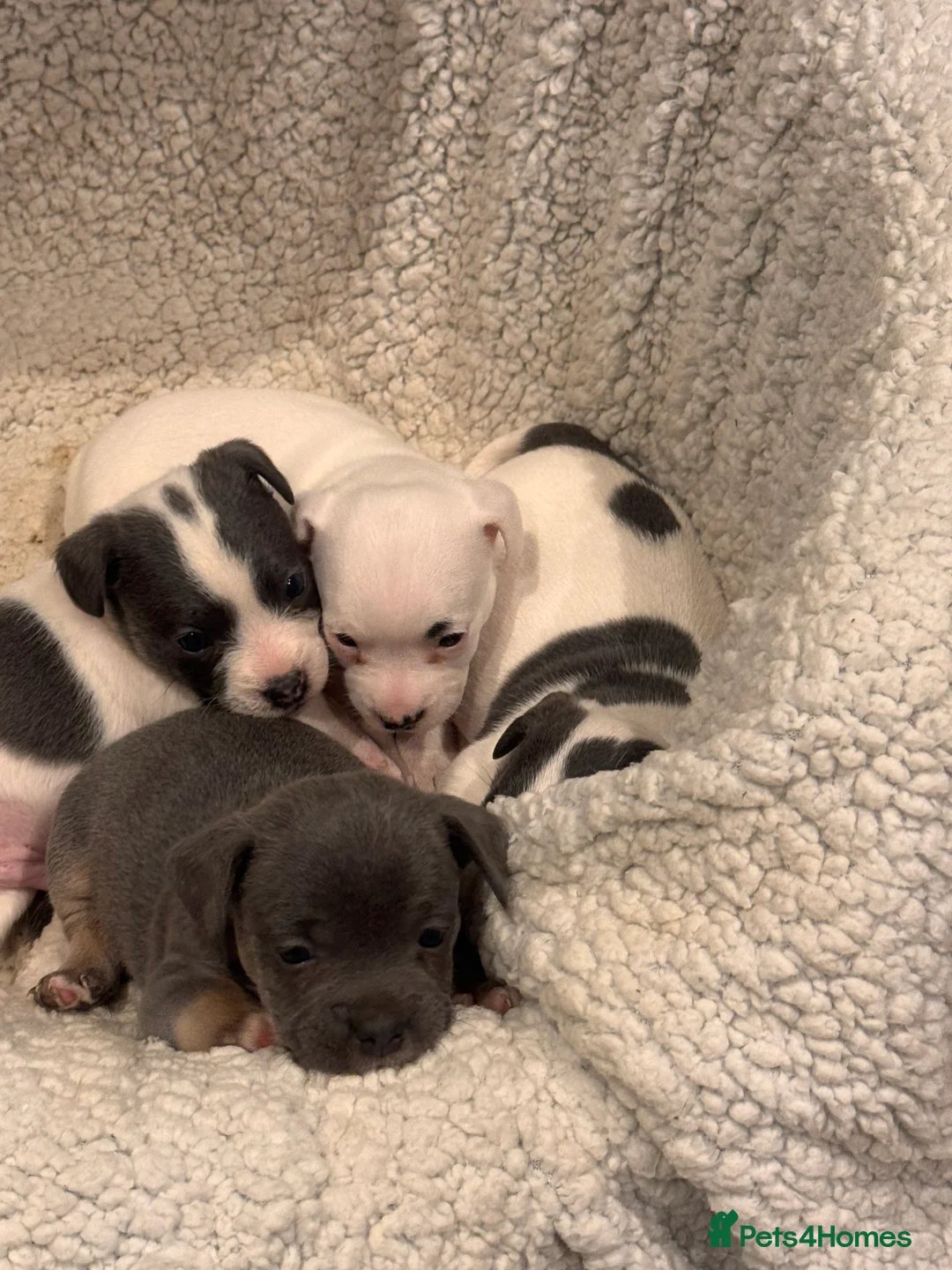 Mixed Breed dogs for sale: Mrs Hudson  in Dorking - Advert 1