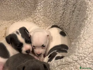 Mixed Breed dogs Mrs Hudson - Advert 12