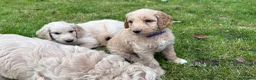 Goldendoodle dogs for sale: LAST THREE! Golden doodle pups from a loving home - Advert 16