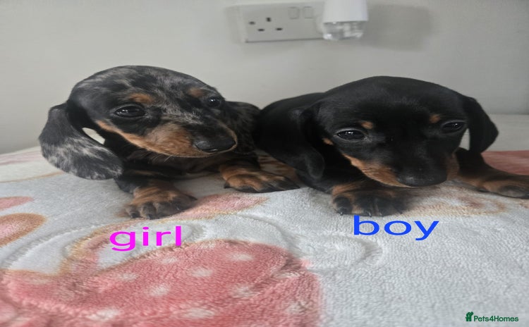 Dachshund dogs - Advert 1