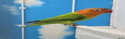 Lovebirds birds for sale: DNA sexed Male Female Lovebirds in Birmingham - Advert 10