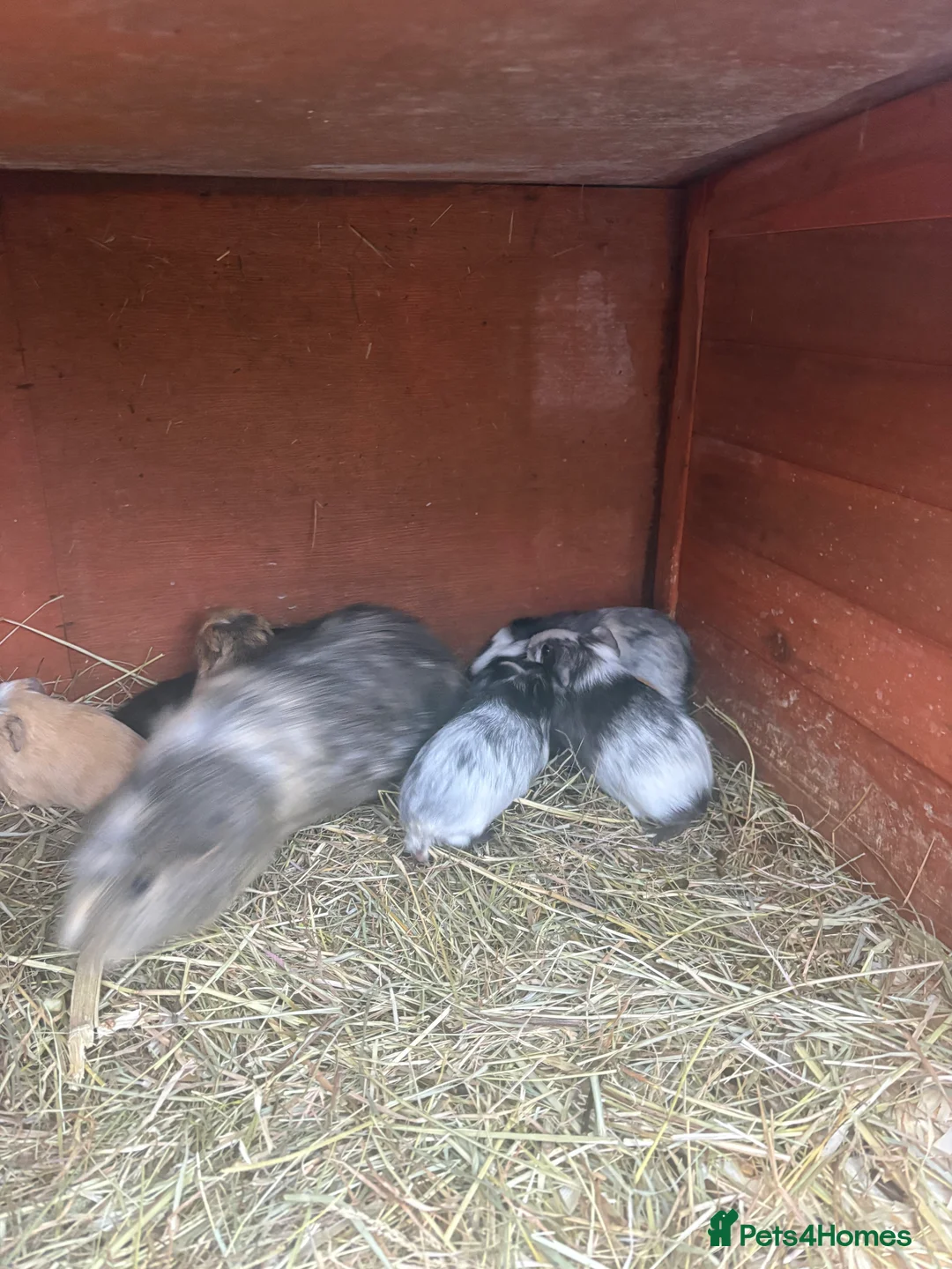 Guinea Pig rodents for sale: Baby guineapigs short and long haired mixed sex  - Advert 3