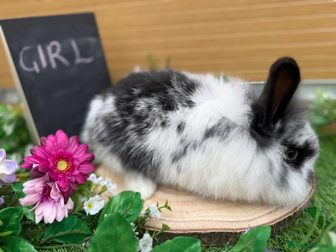 Mini Lop rabbits for sale: X2 gorgeous mini lops available  - Advert 2