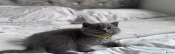 British Shorthair cats for sale: British shorthair kittens 🐈‍⬛ - Advert 30