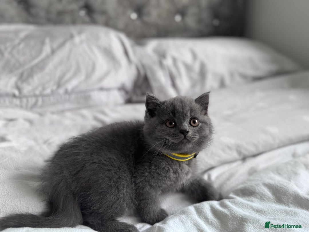 British Shorthair cats for sale: British shorthair kittens 🐈‍⬛ - Advert 30