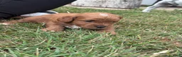 Cavapoo dogs for sale: F2 Cavapoo Puppies  in York - Advert 7