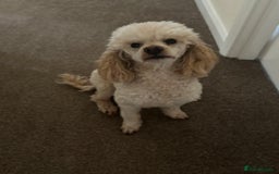 Poodle dogs for stud: Elvis - Apricot poodle in Blyth - Image 8