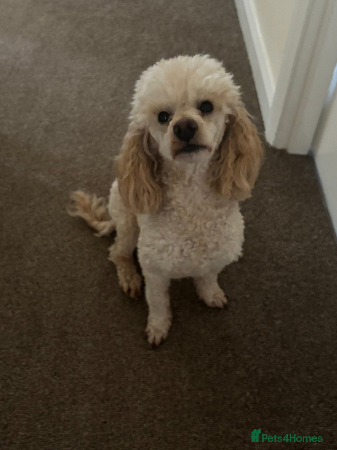 Poodle dogs for stud: Elvis - Apricot poodle in Blyth - Image 8