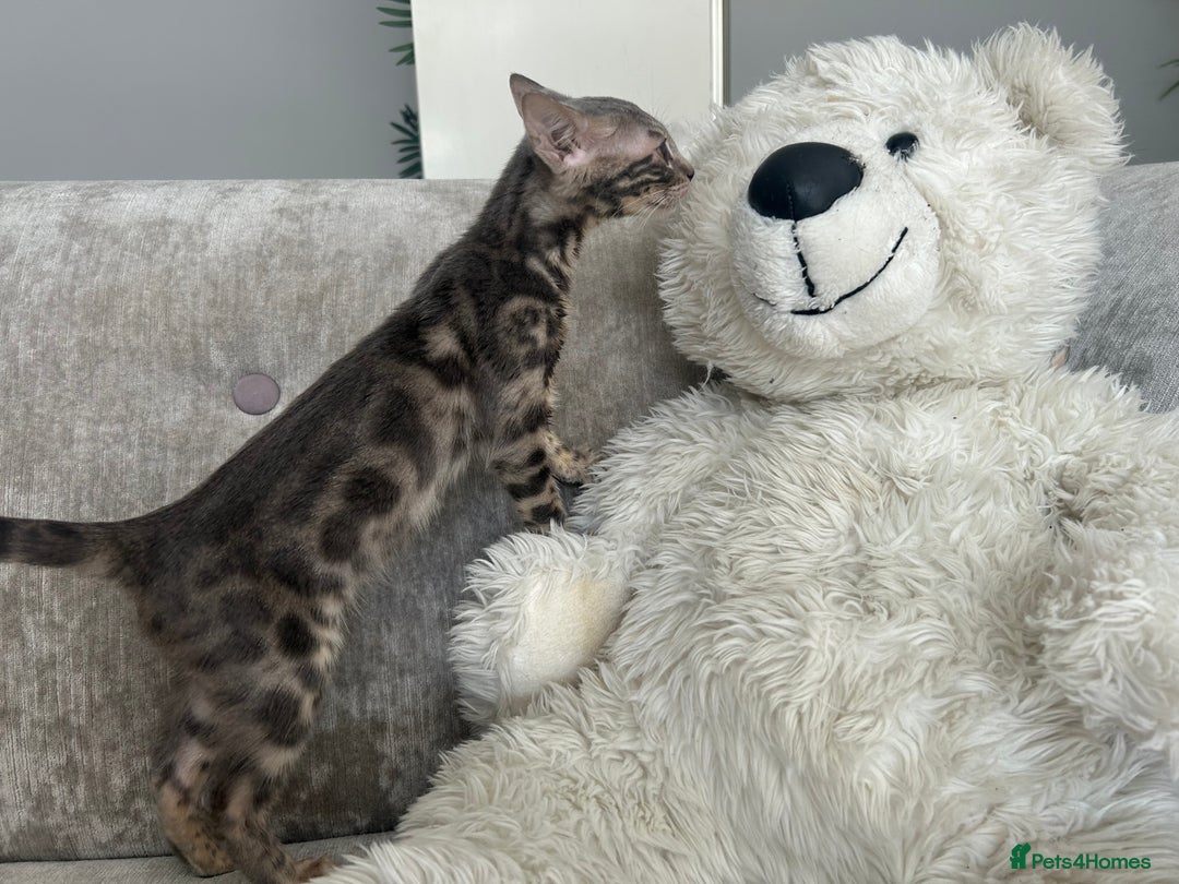 Bengal cats for sale: Adorable Female Blue Bengal Kitten TICA REG - Image 22