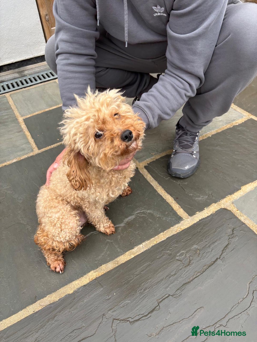 Cavapoo dogs for sale: Stunning cavapoo puppies!! - Advert 2